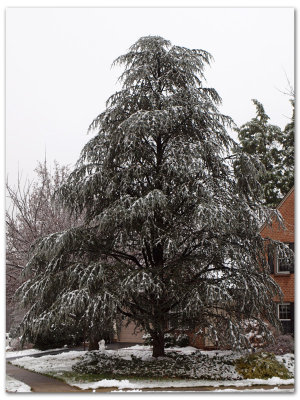 Overloaded fir