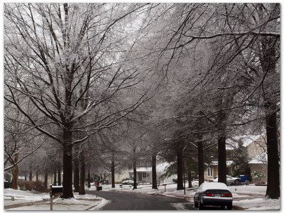 Street of white trees