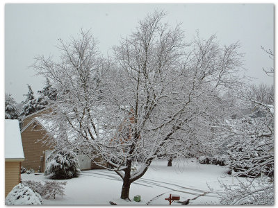 The neighbor's tree