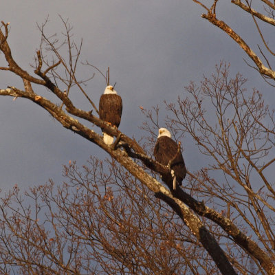 Approaching the bald eagles