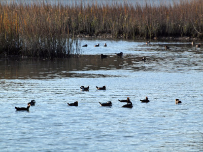 Ducks in the waterways