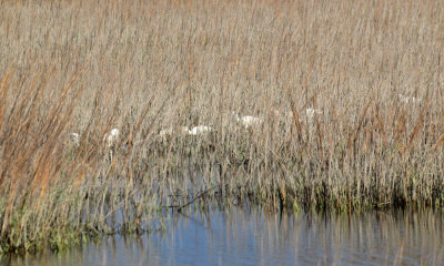 Hidden in the reeds