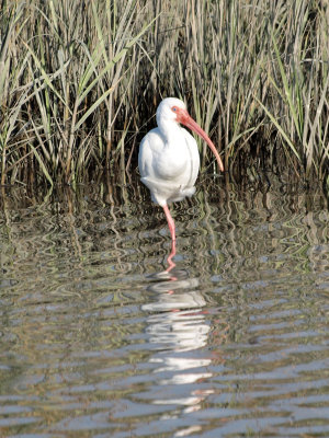 A white ibis, I think