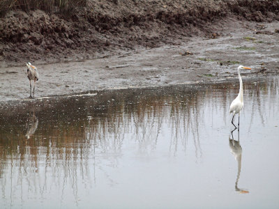 The heron and the egret