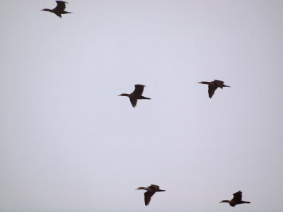 Flight of the cormorants