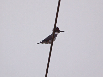 The belted kingfisher