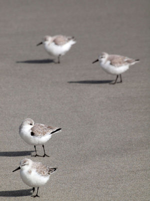 Sandpipers?