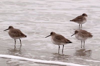 A group of sandpipers