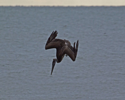 A diving pelican