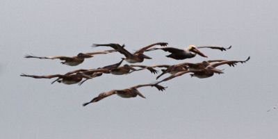 A squadron of Pelicans