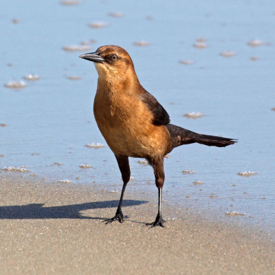 Is this a grackle?