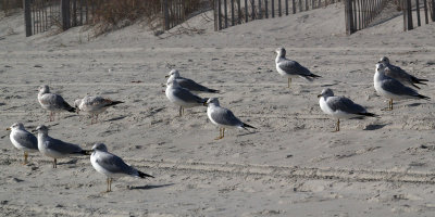 Seagulls face the rising sun