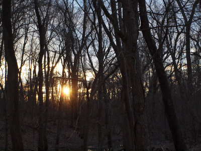 Sunrise behind the trees