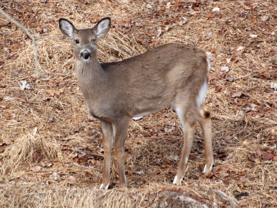 Curious deer in the backyard