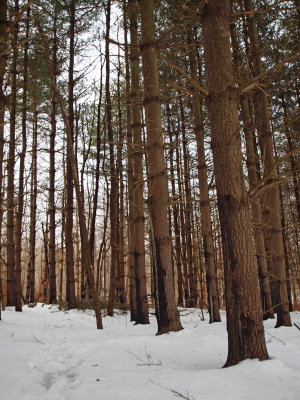 Among the fir trees