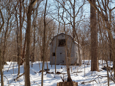 Building in the woods