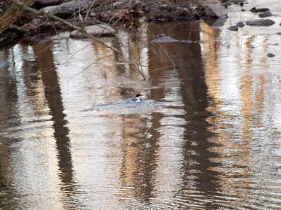 The merganser in the reflections