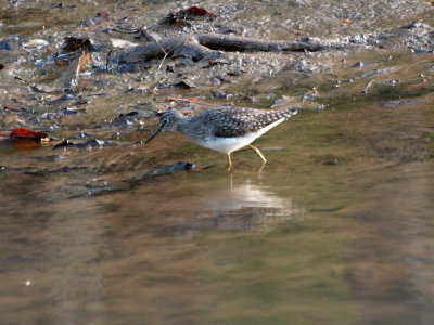 Sandpiper in the canal bed