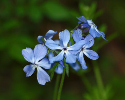 Wild phlox