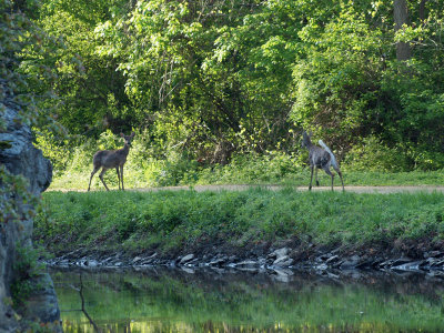 Bambi takes off