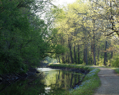 Reflections beyond the trees