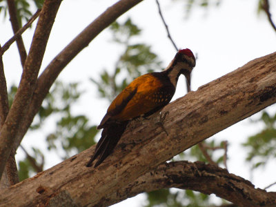 Lesser Flameback woodpecker