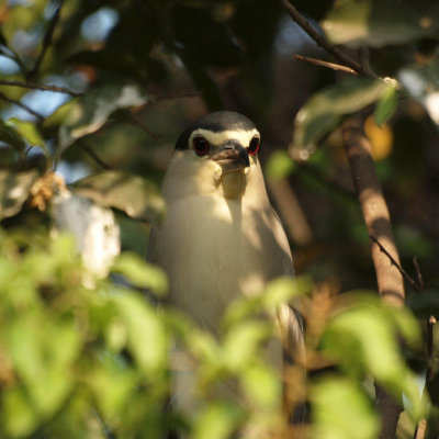 The night heron