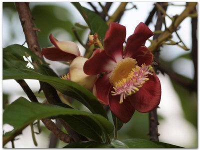 The Cannonball flower