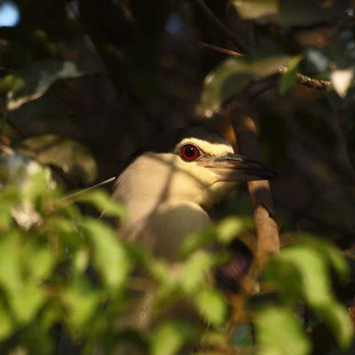 Peek-a-boo!