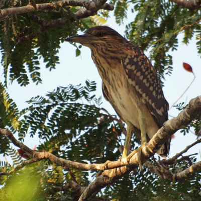 The Indian Pond Heron