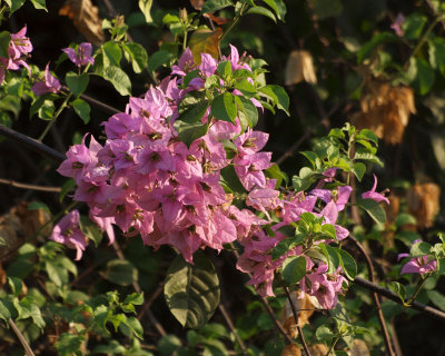 Bougainvilla