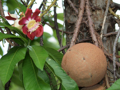 Cannonball fruit