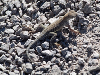 Lizard blends in at Dripping Springs outside Las Cruces