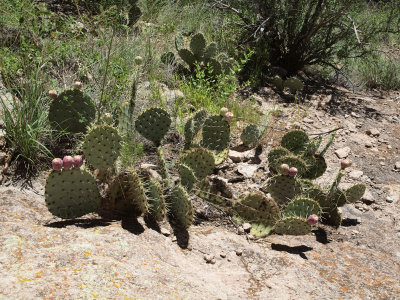 Prickly Pear Cacti (Gila)