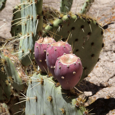 Cacti fruit (Gila)