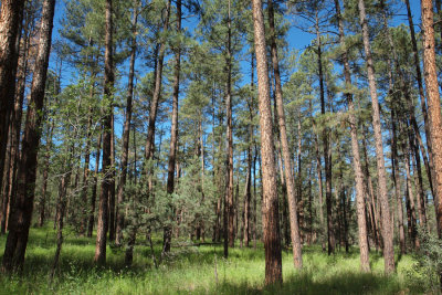 Woods on the way to the cliff dwellings