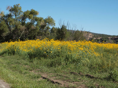 Roadside wild flowers on the road to the Cliff Dwellings