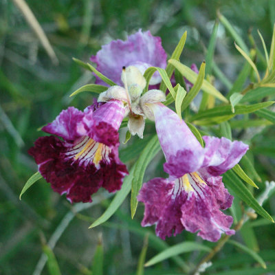 Desert Willow flowers before sunrise (:as Cruces)