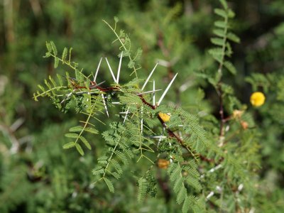 Whitethorn Acacia (Dripping Springs)