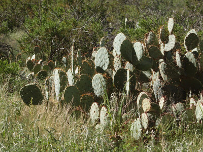 Prickly Pear Cacti welcoming the sun (Dripping Springs)