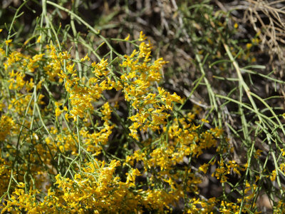 I am guessing that this is some sort of ragwort (Dripping Springs)
