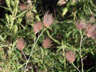 Desert Fairy Duster (way to Taos)