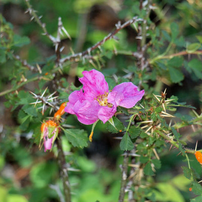 Wood's Rose, I believe (Cloudcroft)