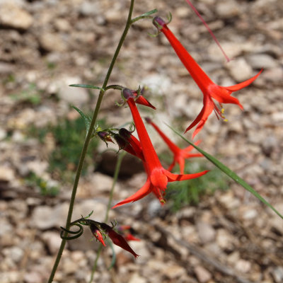 Is this a Scarlet Gilia? (Cloudcroft)