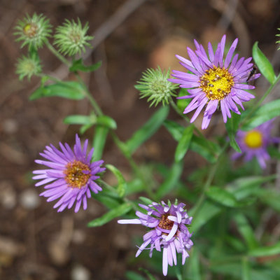 Looks like an Aster to me (Cloudcroft)