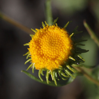 Wild flower at the hotel (Santa Fe)