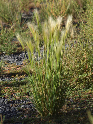 Looks like wild grass (Pecos Trail Inn, Santa Fel)