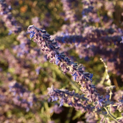 Purple flowers in the early morning light (Pecos Trail Inn, Santa Fel)