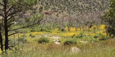 The Gila river floodplain full of flowers