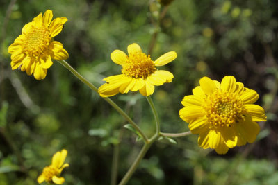 Are these Goldfields? (Gila)